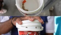 Teknologi Wolbachia Efektif Tekan Kasus DBD 17 sekarangaja