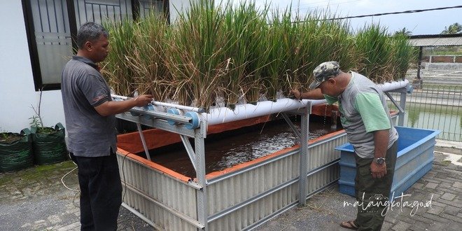 Budidaya Padi Hidroganik di Kota Malang, Manfaatkan Lahan Terbatas Untungnya Berlipat Ganda 1 sekarangaja