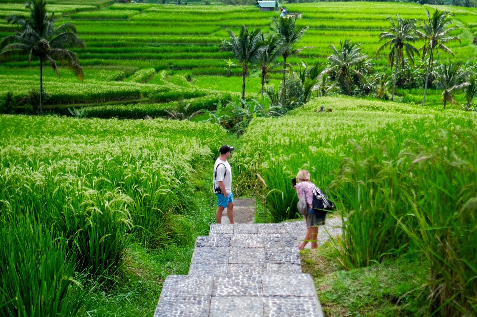 Terapkan Konsep Pariwisata Berkelanjutan, Jatiluwih di Bali Siap Terima Kunjungan Delegasi World Water Forum 1 sekarangaja