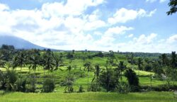 sekarangaja