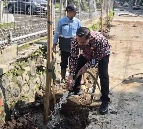 DLH Kota Malang Tanam 40 Pohon Tabebuya di Kawasan Soehat 1 sekarangaja