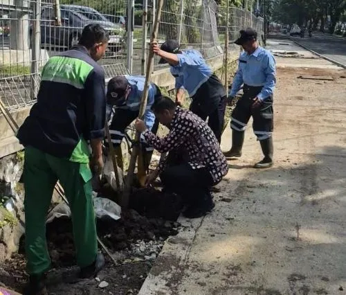 DLH Kota Malang Tanam 40 Pohon Tabebuya di Kawasan Soehat 2 sekarangaja