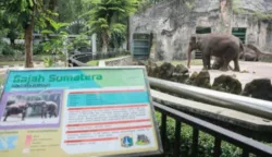 Libur Lebaran di TMR Ada Hiburan Menarik dan Atraksi Edukatif 7 sekarangaja