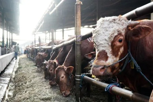 Totalitas Dharma Jaya Sediakan 900 Ekor Sapi untuk Kebutuhan Iduladha di Jakarta 1 sekarangaja