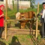 Jelang Iduladha PDI Perjuangan Kota Malang Serahkan Hewan Kurban untuk PCNU Kota Malang, Refleksi Makna Berkurban untuk Perjuangan Kerakyatan 3 sekarangaja