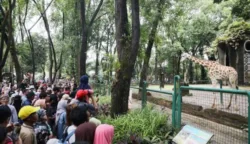 sekarangaja