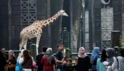 Ini Jadwal Masuk Ragunan Gratis saat HUT DKI Jakarta 7 sekarangaja