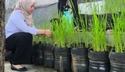 Kelurahan Pasar Minggu Jakarta Selatan Seriusi Budi Daya Padi di Galon 6 sekarangaja