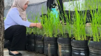 Kelurahan Pasar Minggu Jakarta Selatan Seriusi Budi Daya Padi di Galon 1 sekarangaja