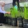 Kelurahan Pasar Minggu Jakarta Selatan Seriusi Budi Daya Padi di Galon 3 sekarangaja