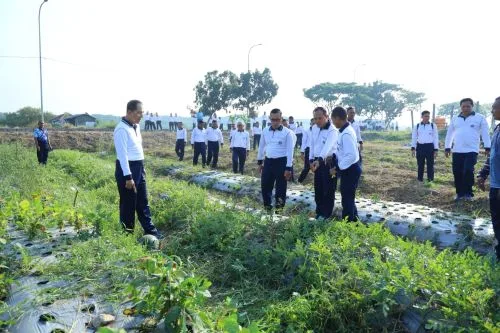 Pangkoarmada II Tinjau Lahan Ketahanan Pangan Koarmada II 1 sekarangaja