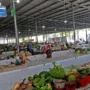 sekarangaja