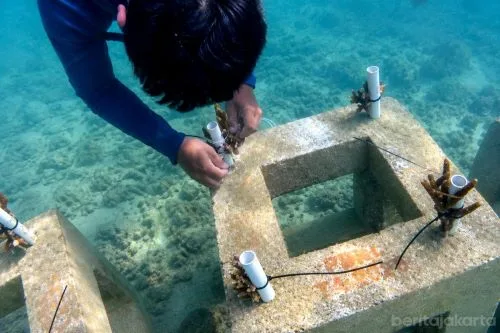 Pemprov DKI Jakarta Distribusi Bibit Karang ke Empat Pulau di Kepulauan Seribu 1 sekarangaja