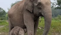 Gajah Sumatera “Lisa” di Taman Nasional Tesso Nilo Lahirkan Anak Jantan Sehat 7 sekarangaja