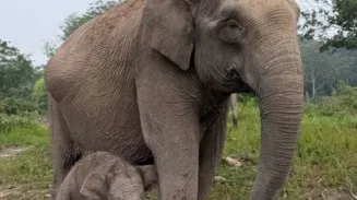 Gajah Sumatera “Lisa” di Taman Nasional Tesso Nilo Lahirkan Anak Jantan Sehat 2 sekarangaja