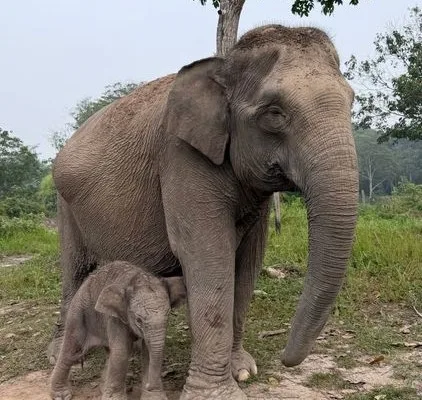 sekarangaja