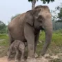 Gajah Sumatera “Lisa” di Taman Nasional Tesso Nilo Lahirkan Anak Jantan Sehat 3 sekarangaja
