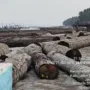 sekarangaja