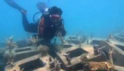 Begini Perkembangan Rehabilitasi Terumbu Karang Perairan Pulau Tidung 7 sekarangaja