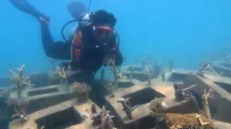 Begini Perkembangan Rehabilitasi Terumbu Karang Perairan Pulau Tidung 2 sekarangaja