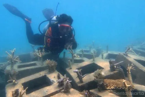 Begini Perkembangan Rehabilitasi Terumbu Karang Perairan Pulau Tidung 1 sekarangaja